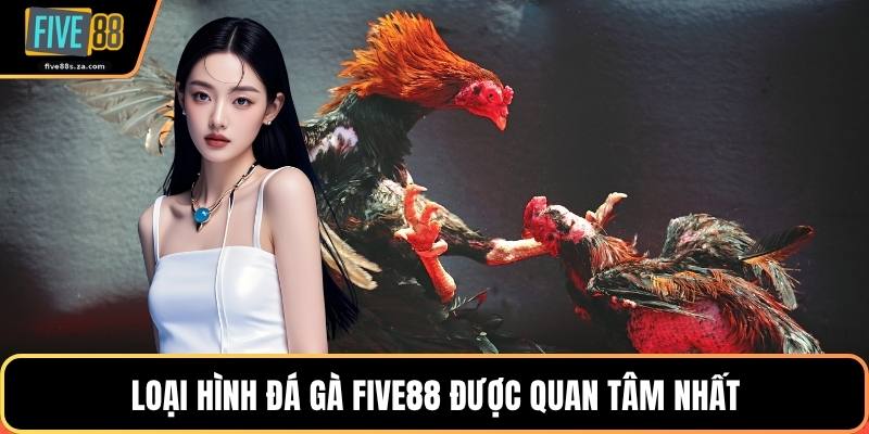 Loại hình đá gà FIVE88 được quan tâm nhất