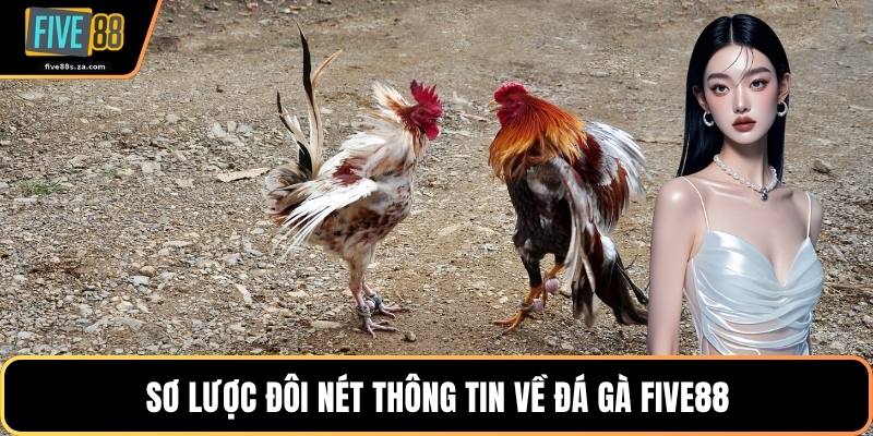 Sơ lược đôi nét thông tin về  đá gà FIVE88