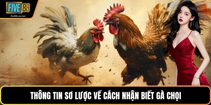 Thông tin sơ lược về cách nhận biết gà chọi